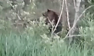 Медведя заметили на озере в Городокском районе - видео