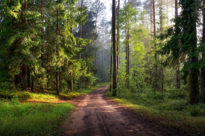 Ограничение на посещение лесов введено на территории Витебского района с 15 мая