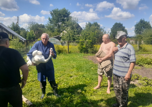 В Чашникском районе спасли лебедя