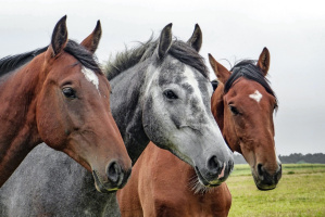 Хозяева для лошадей сельхозпредприятия «Экспериментальная база «Тулово» нашлись на аукционе