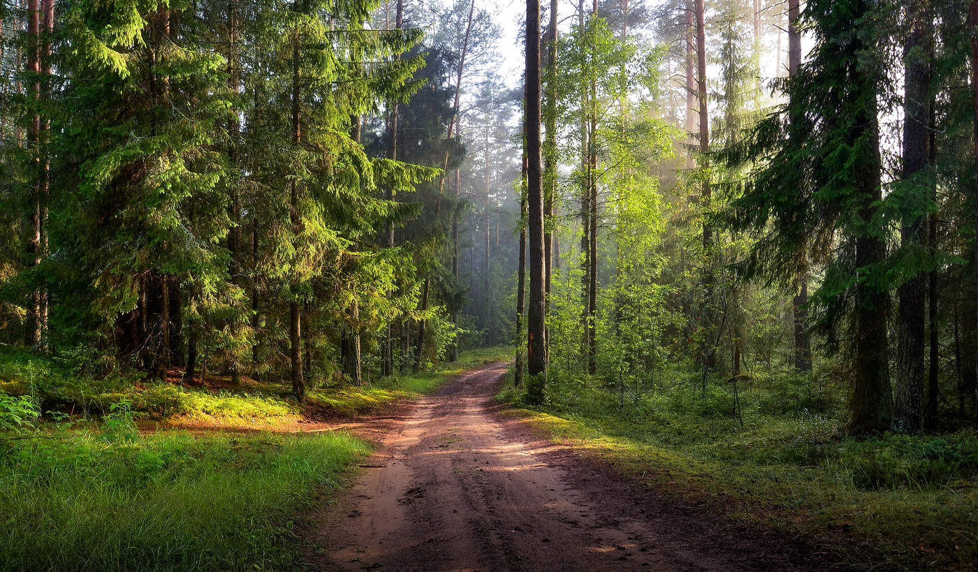 Ограничения на посещение лесов введены во всех районах Беларуси