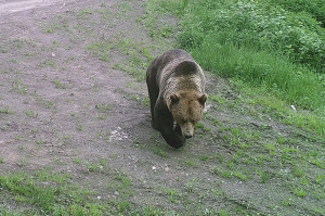 Медведи которую ночь наводят страх на местных жителей в деревнях Городокского района - UPD