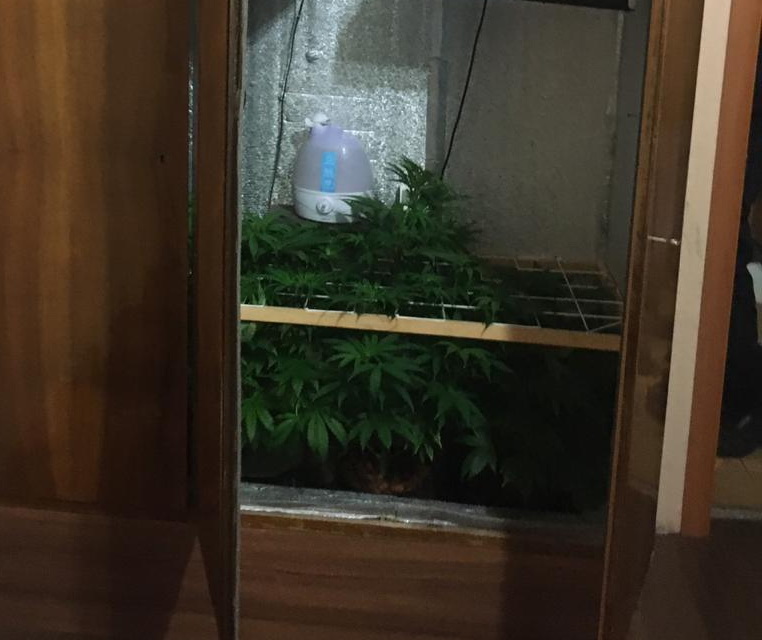17-летний новополочанин в шкафу выращивал коноплю 
