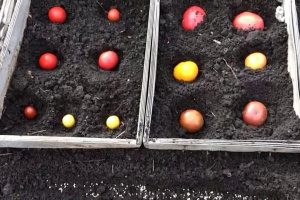 Дачники рассказали о необычном способе посадки помидоров осенью под зиму