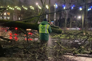 В центре Витебска упавшее дерево повредило провода