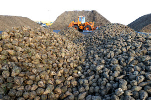Рекордный урожай сахарной свеклы объемом более 5 млн тонн получен в Беларуси