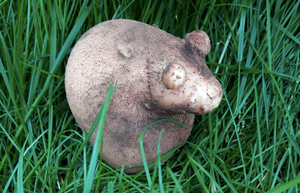 Смешную картошку в виде мышки нашли в Беларуси