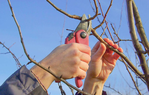 Сад заботе рад: правила обрезки плодовых деревьев весной