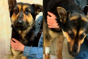 В Витебском районе неравнодушный житель помог спасти собаку от живодеров