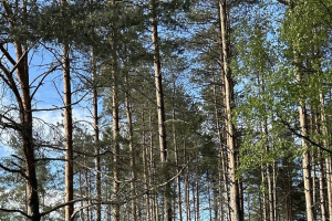 Посещение лесов ограничено на большей части территории Беларуси