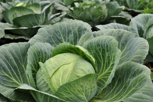 Как правильно сажать капусту, весенний перечень полезных продуктов и чем подкармливать чеснок?