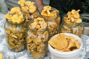 Загадочный гриб, лисички и черника: почем лесные дары на Центральном рынке в Витебске и сколько стоит гибрид нектарина с ананасом