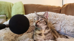 Кошка попала в Книгу рекордов Гиннеса за самое громкое в мире мурлыканье