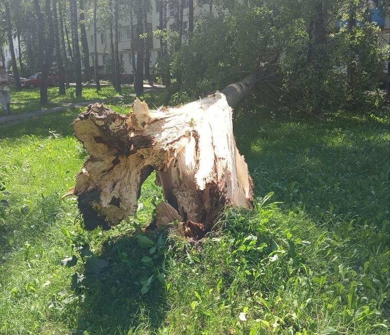 В Витебске из-за сильного ветра упало дерево