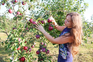 К уборке ранних сортов яблок приступили в Витебском зональном институте сельского хозяйства НАН Беларуси