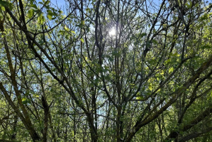 Запрет на посещение лесов введен в одном из районов Витебской области