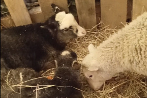 В Витебске возле одного из храмов, украшенного к Рождеству, появились живые овечки
