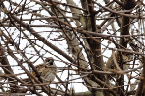 Туман и метель: прогноз погоды в Витебске на 6 февраля
