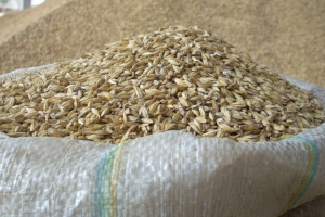 В Витебской области возбуждены уголовные дела за искажение статотчетности о зерне