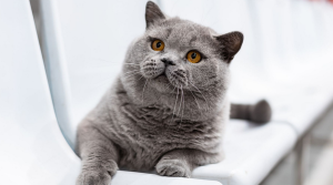 Кот из Беларуси вошел в тройку самых красивых в мире