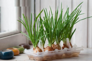 Как вырастить зеленый лук на подоконнике?