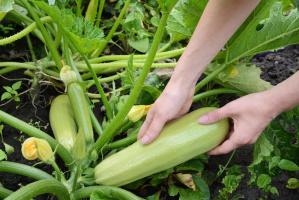 Как правильно выращивать кабачки?