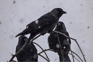 Слабый туман и без существенных осадков: прогноз погоды на 2 декабря