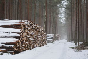 Миллион за порчу леса. Комитет госконтроля области выявил в лесхозах незаконные рубки леса