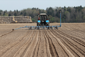 В Беларуси кукурузу на зерно посеяли почти на 33% площадей