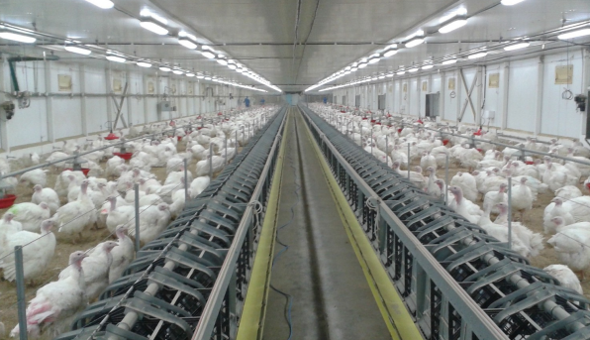 выращивание и откорм племенных индюшат